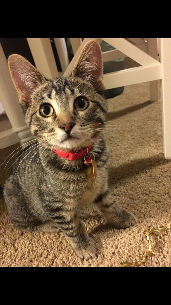 /Images/uploads/Humane Society of Utah/HSU2018/entries/4180thumb.jpg
